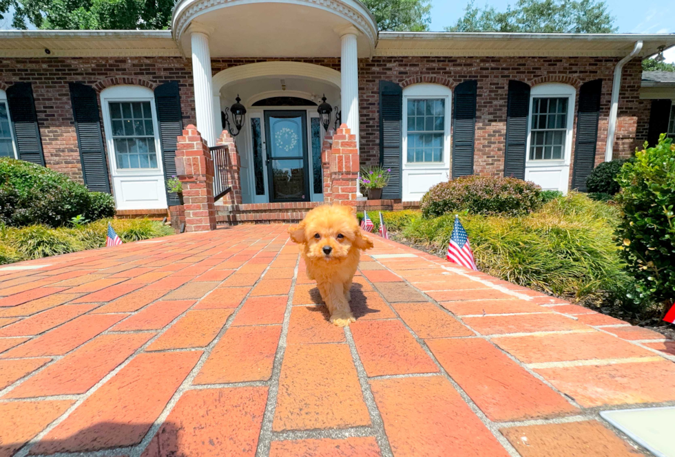 Best Cavapoo Baby