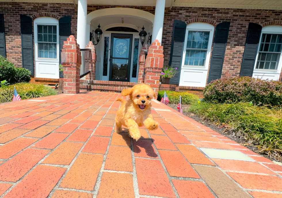 Cute Cavipoo Poodle Mix Puppy