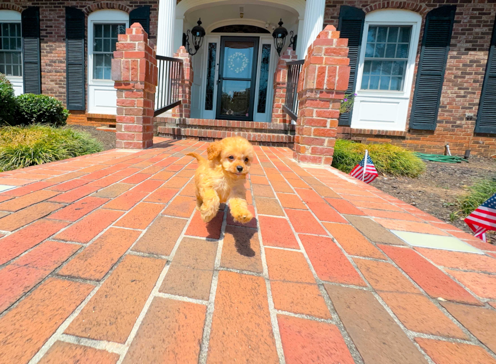 Cavapoo Puppy for Adoption