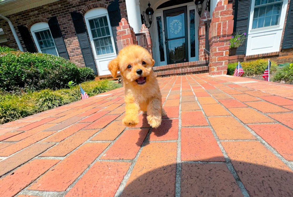 Cute Cavadoodle Poodle Mix Puppy