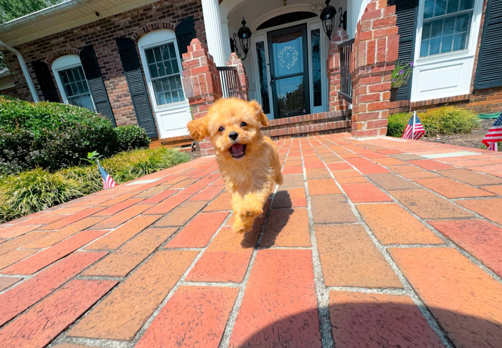 Best Cavapoo Baby