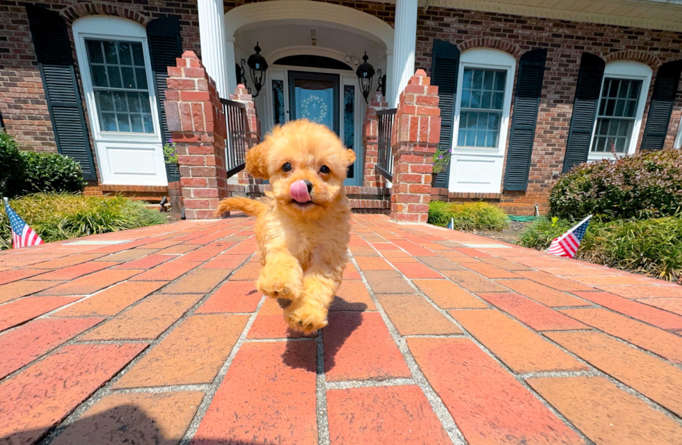 Cute Cavapoo Baby