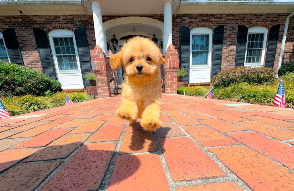 Cavapoo Puppy for Adoption