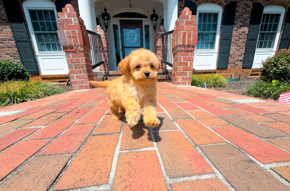 Cute Cavapoo Baby