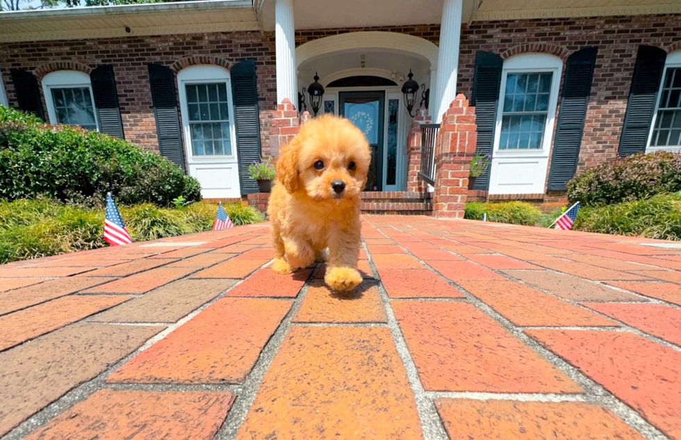 Cute Cavapoo Baby