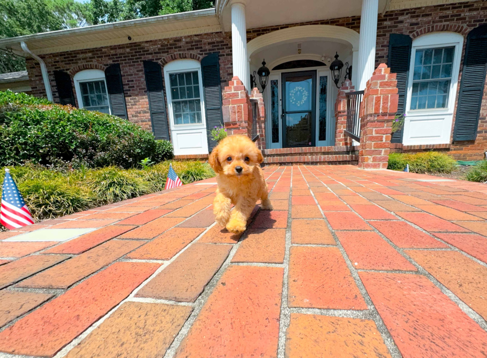 Cute Cavapoo Poodle Mix Pup