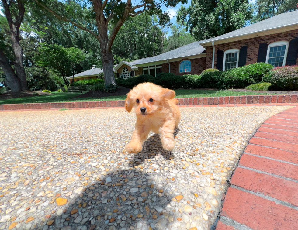 Cavapoo Pup Being Cute