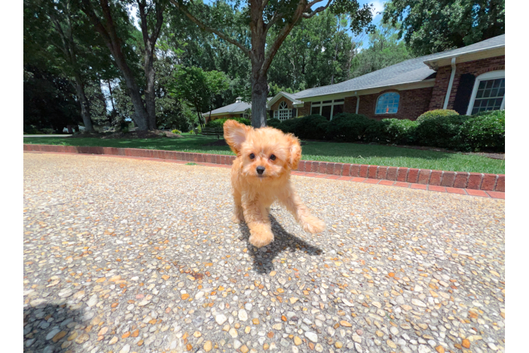 Cavapoo Puppy for Adoption