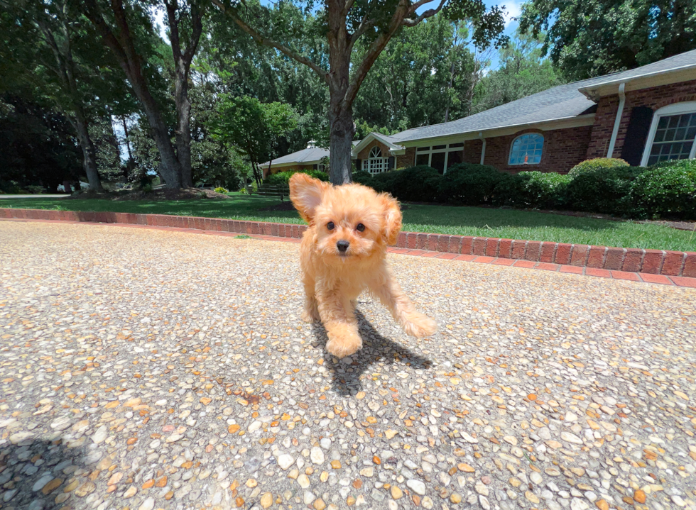 Cavapoo Puppy for Adoption