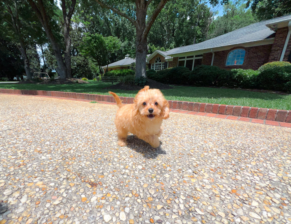 Cute Cavapoo Poodle Mix Pup