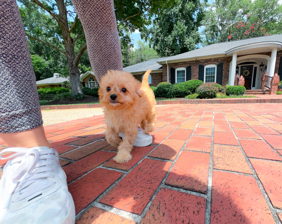 Cute Cavapoo Poodle Mix Pup