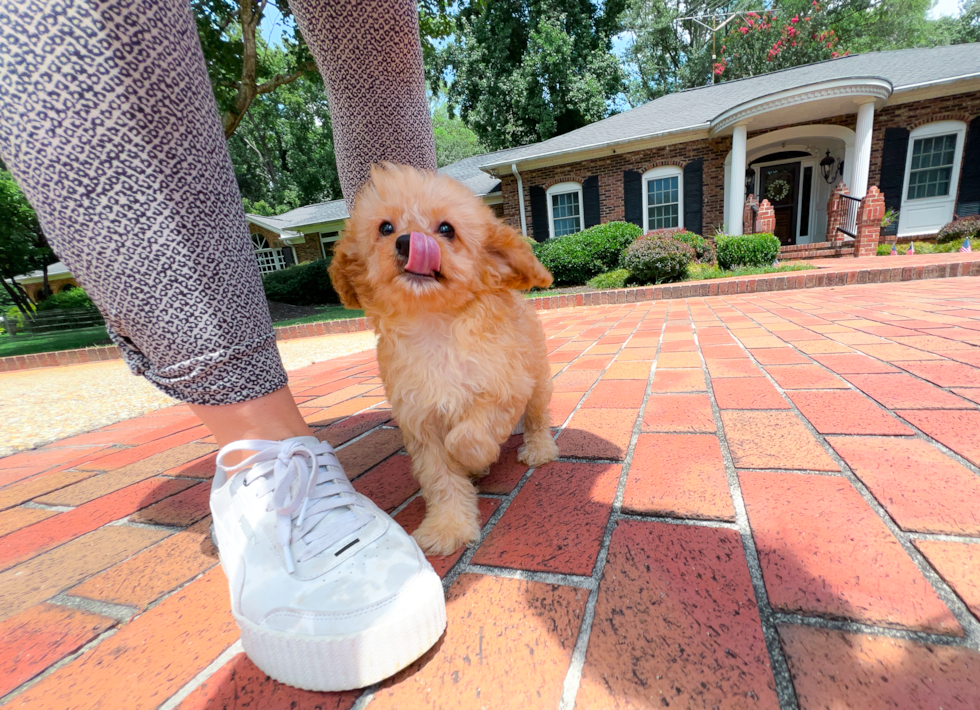 Cute Cavapoodle Poodle Mix Puppy