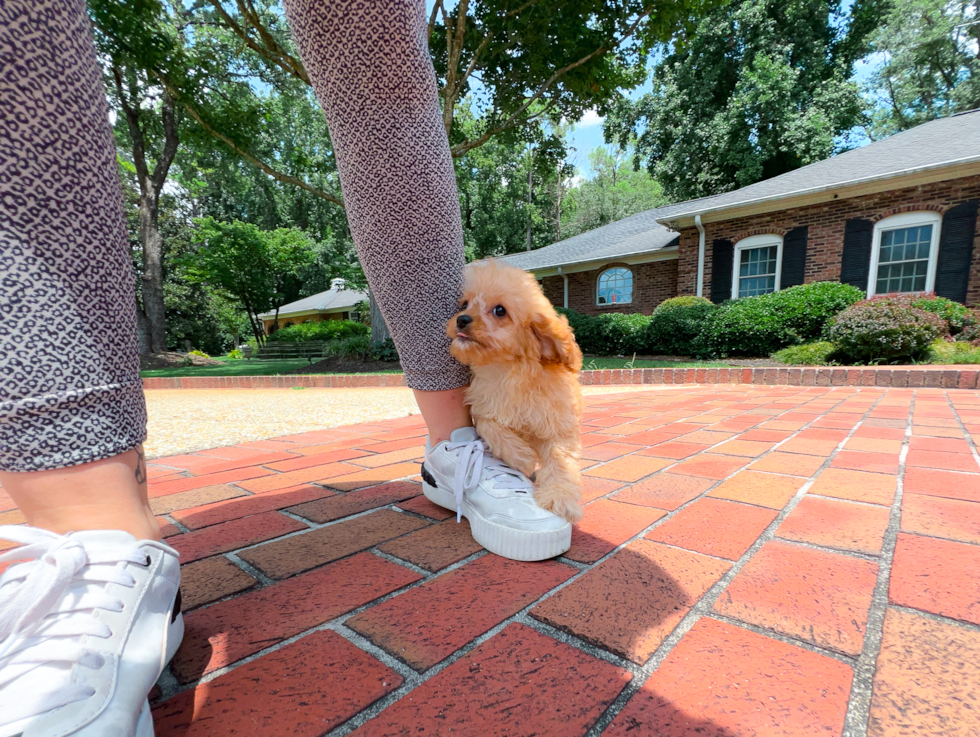 Cute Cavapoo Baby