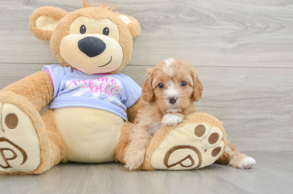 7 week old Cavapoo Puppy For Sale - Simply Southern Pups