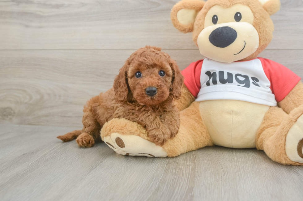 5 week old Cavapoo Puppy For Sale - Simply Southern Pups