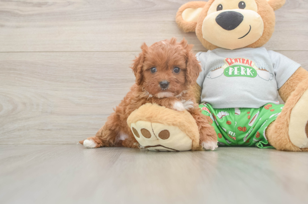 5 week old Cavapoo Puppy For Sale - Simply Southern Pups