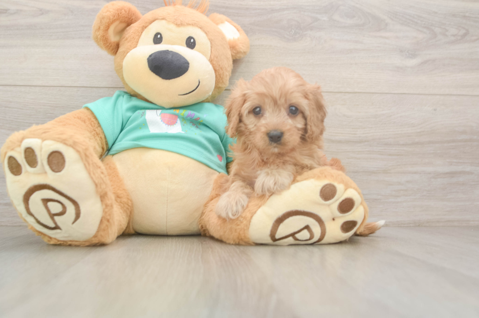 7 week old Cavapoo Puppy For Sale - Simply Southern Pups