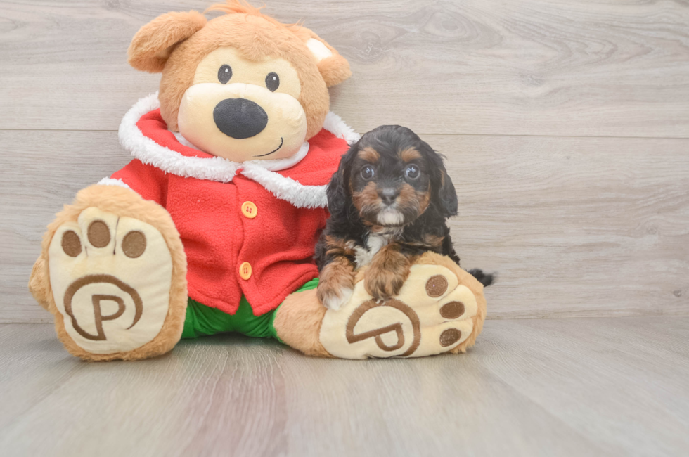 5 week old Cavapoo Puppy For Sale - Simply Southern Pups