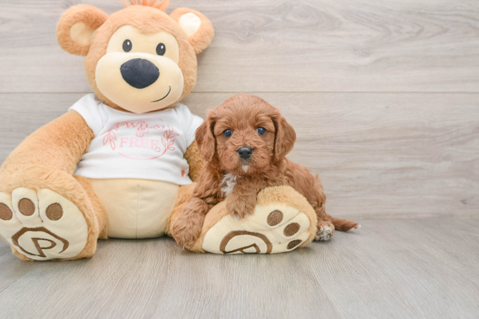 Energetic Cavoodle Poodle Mix Puppy