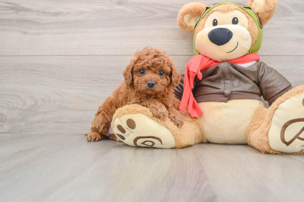 Smart Cavapoo Poodle Mix Pup
