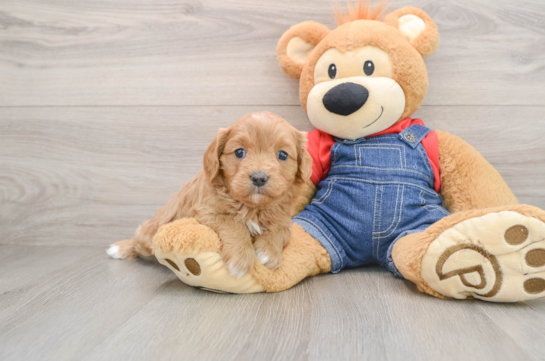 Smart Cavapoo Poodle Mix Pup