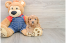 Adorable Cavalier King Charles Spaniel and Poodle Mix Poodle Mix Puppy