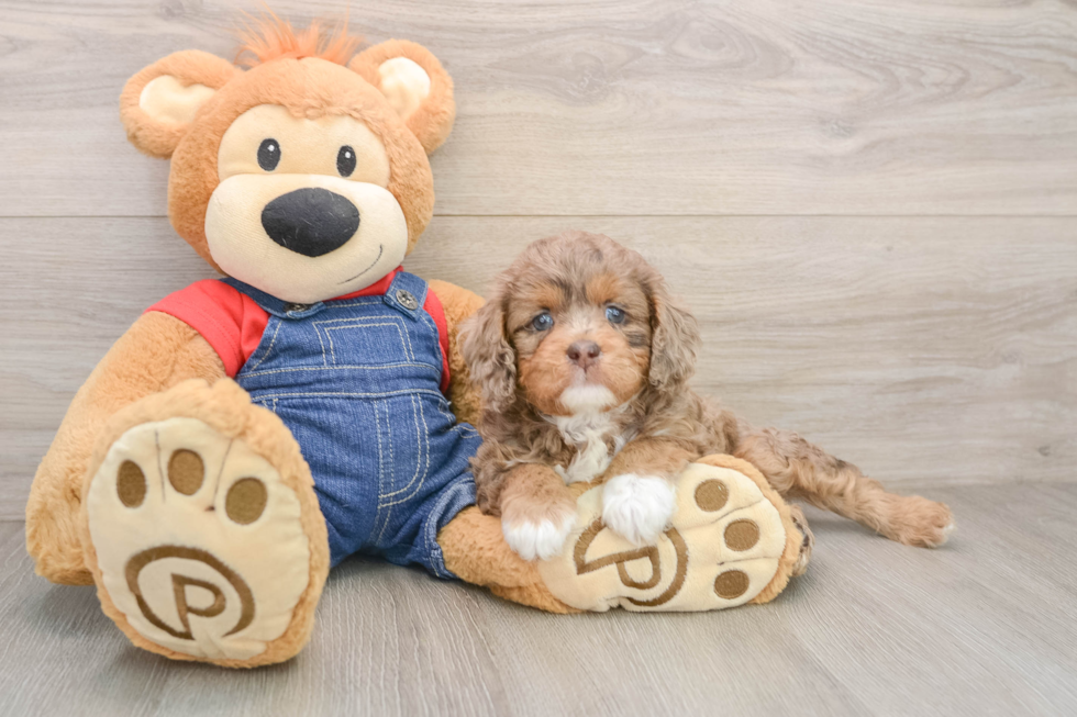 Happy Cavapoo Baby