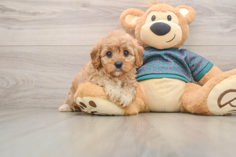 Cavapoo Pup Being Cute