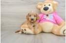 Adorable Cavalier King Charles Spaniel and Poodle Mix Poodle Mix Puppy