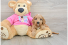 Popular Cavapoo Poodle Mix Pup