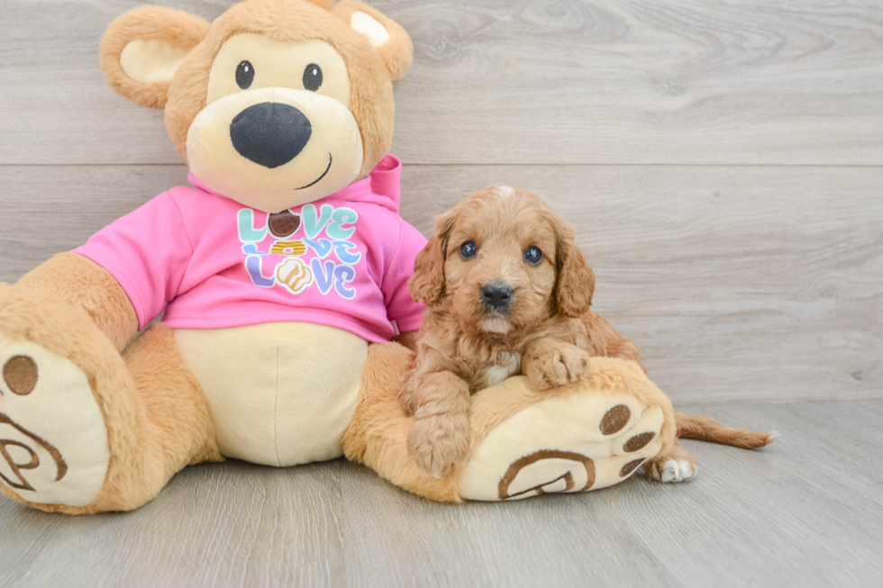 Popular Cavapoo Poodle Mix Pup