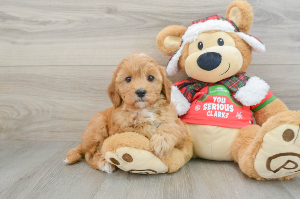 5 week old Cavapoo Puppy For Sale - Simply Southern Pups