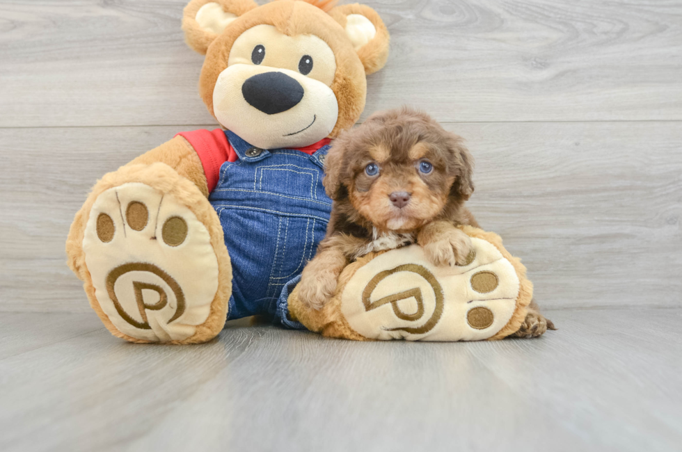 6 week old Cavapoo Puppy For Sale - Simply Southern Pups