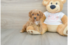 Cavapoo Pup Being Cute