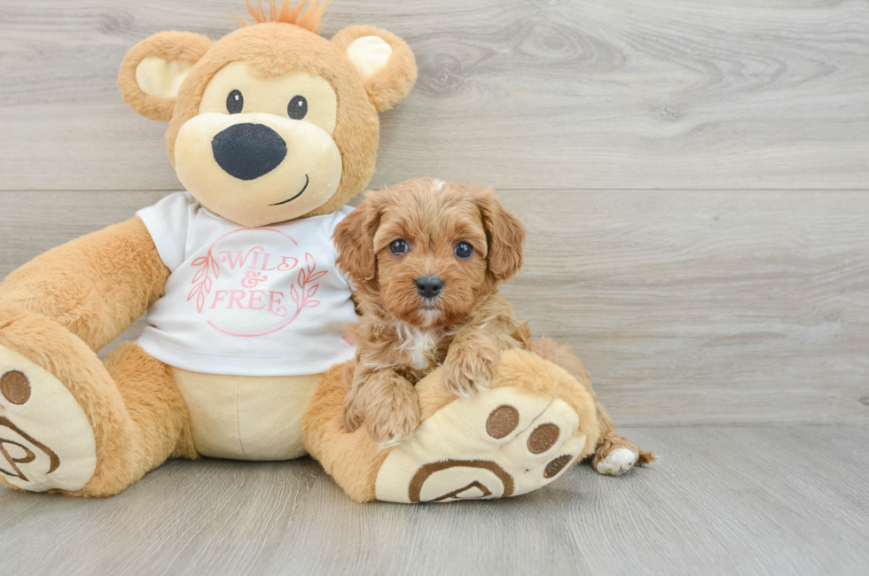 6 week old Cavapoo Puppy For Sale - Simply Southern Pups