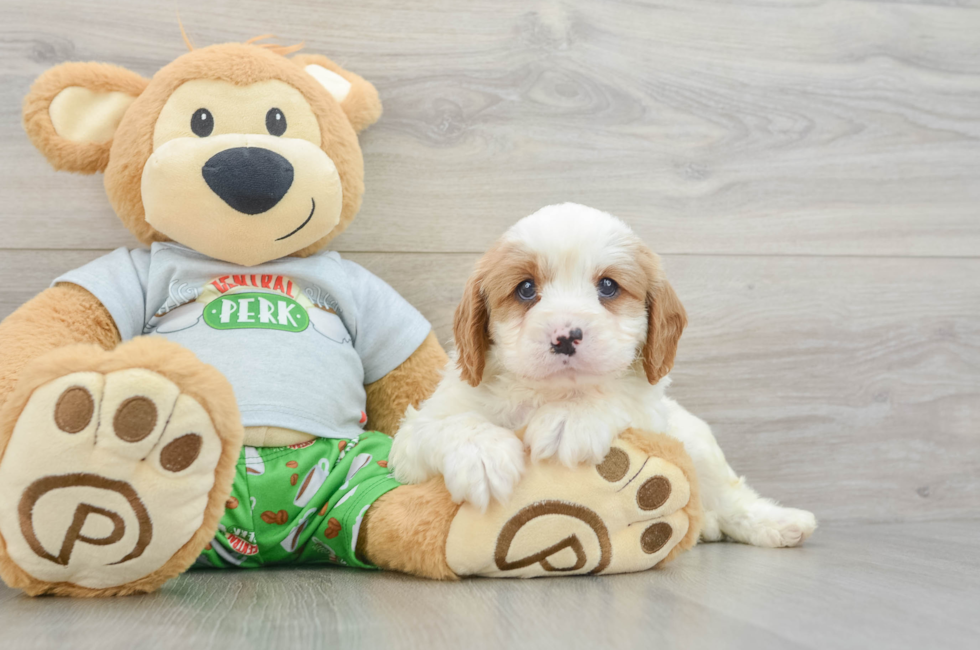 7 week old Cavapoo Puppy For Sale - Simply Southern Pups
