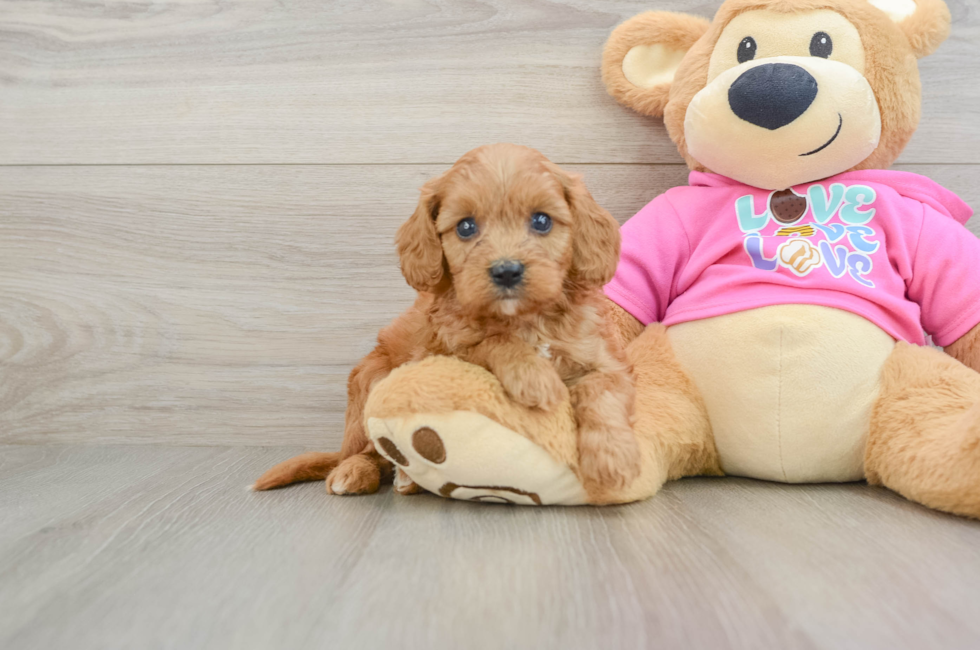 7 week old Cavapoo Puppy For Sale - Simply Southern Pups