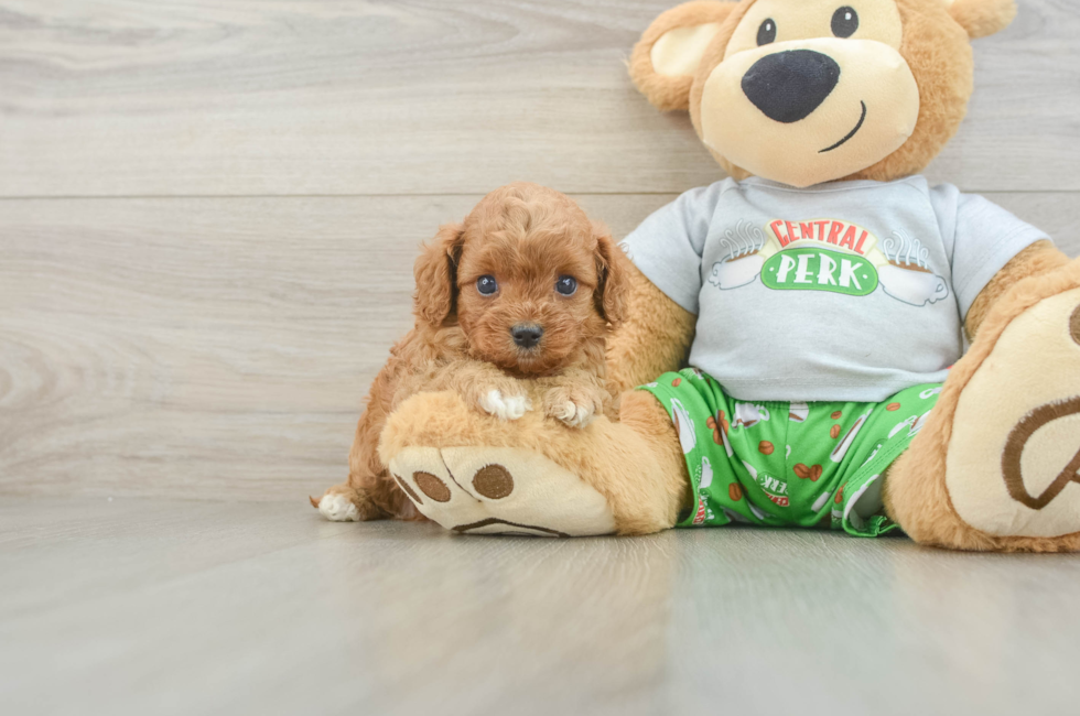 5 week old Cavapoo Puppy For Sale - Simply Southern Pups