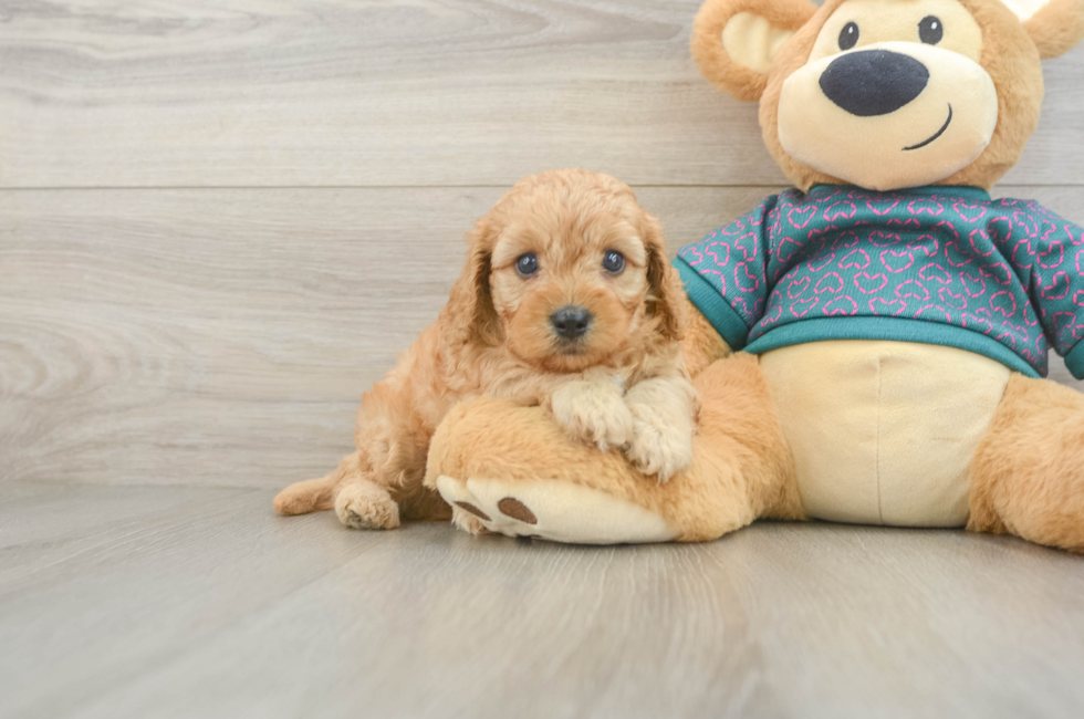 5 week old Cavapoo Puppy For Sale - Simply Southern Pups