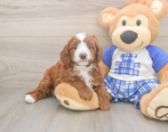 8 week old Cavapoo Puppy For Sale - Simply Southern Pups