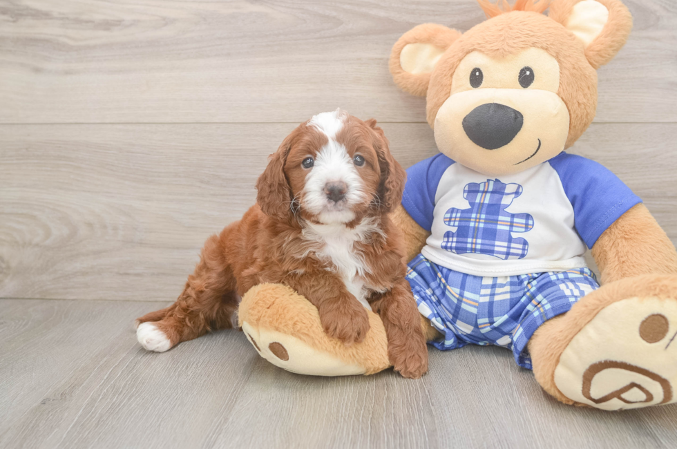5 week old Cavapoo Puppy For Sale - Simply Southern Pups