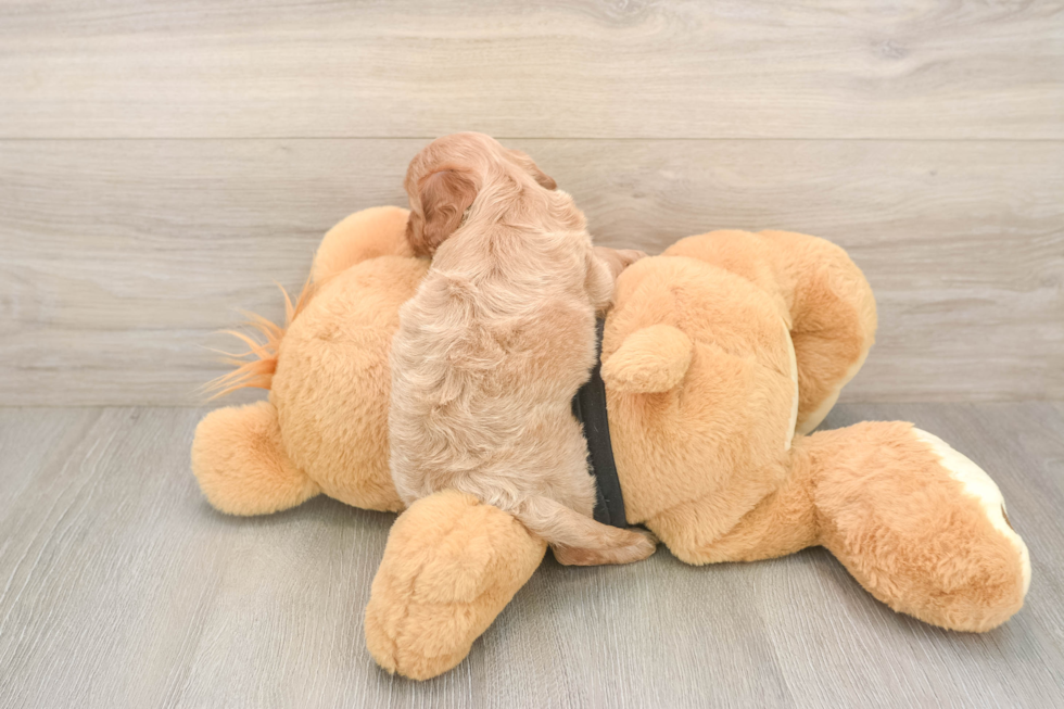 Smart Cavapoo Poodle Mix Pup