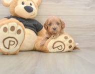 7 week old Cavapoo Puppy For Sale - Simply Southern Pups