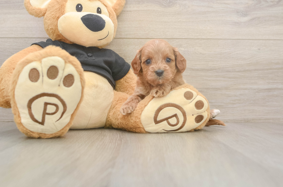 5 week old Cavapoo Puppy For Sale - Simply Southern Pups