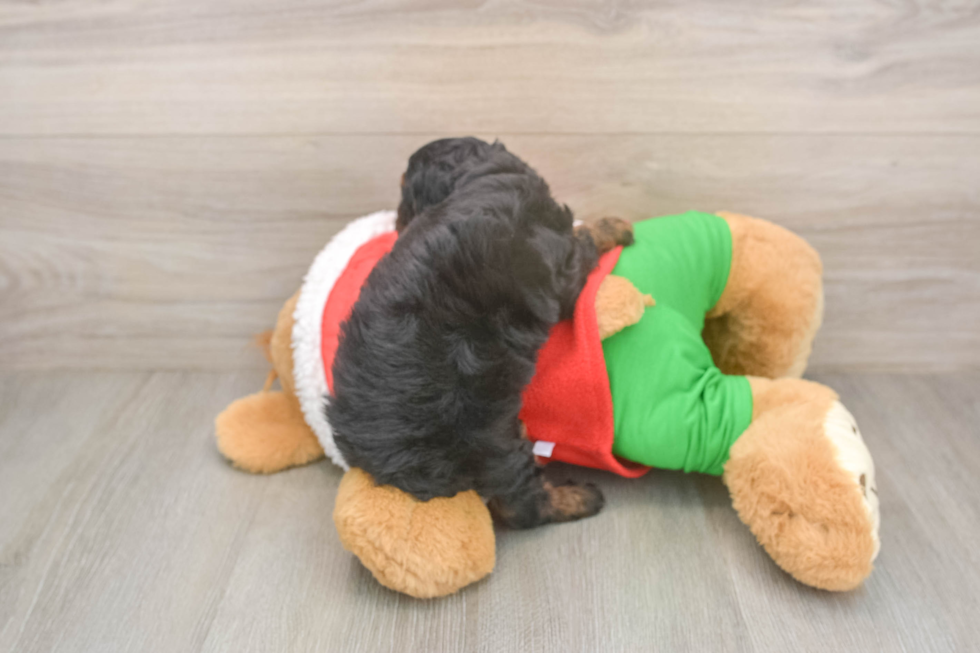 Cavapoo Pup Being Cute