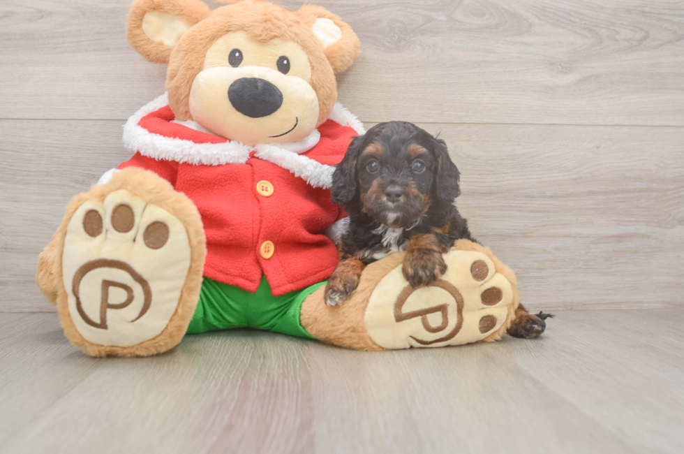 5 week old Cavapoo Puppy For Sale - Simply Southern Pups