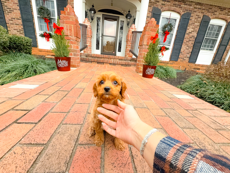 Cavapoo Pup Being Cute