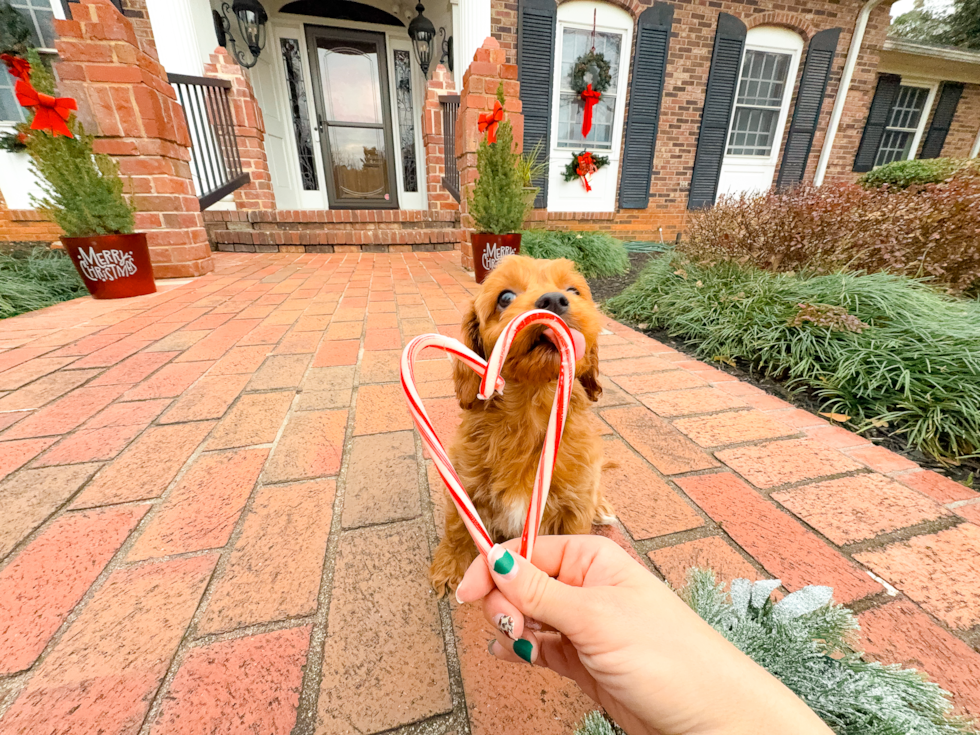 Cavapoo Puppy for Adoption
