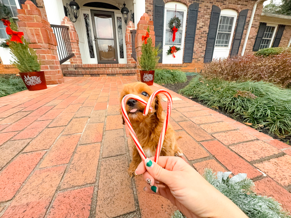 Cute Cavalier King Charles Spaniel and Poodle Mix Poodle Mix Puppy
