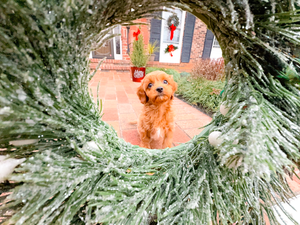 Cute Cavapoo Poodle Mix Pup